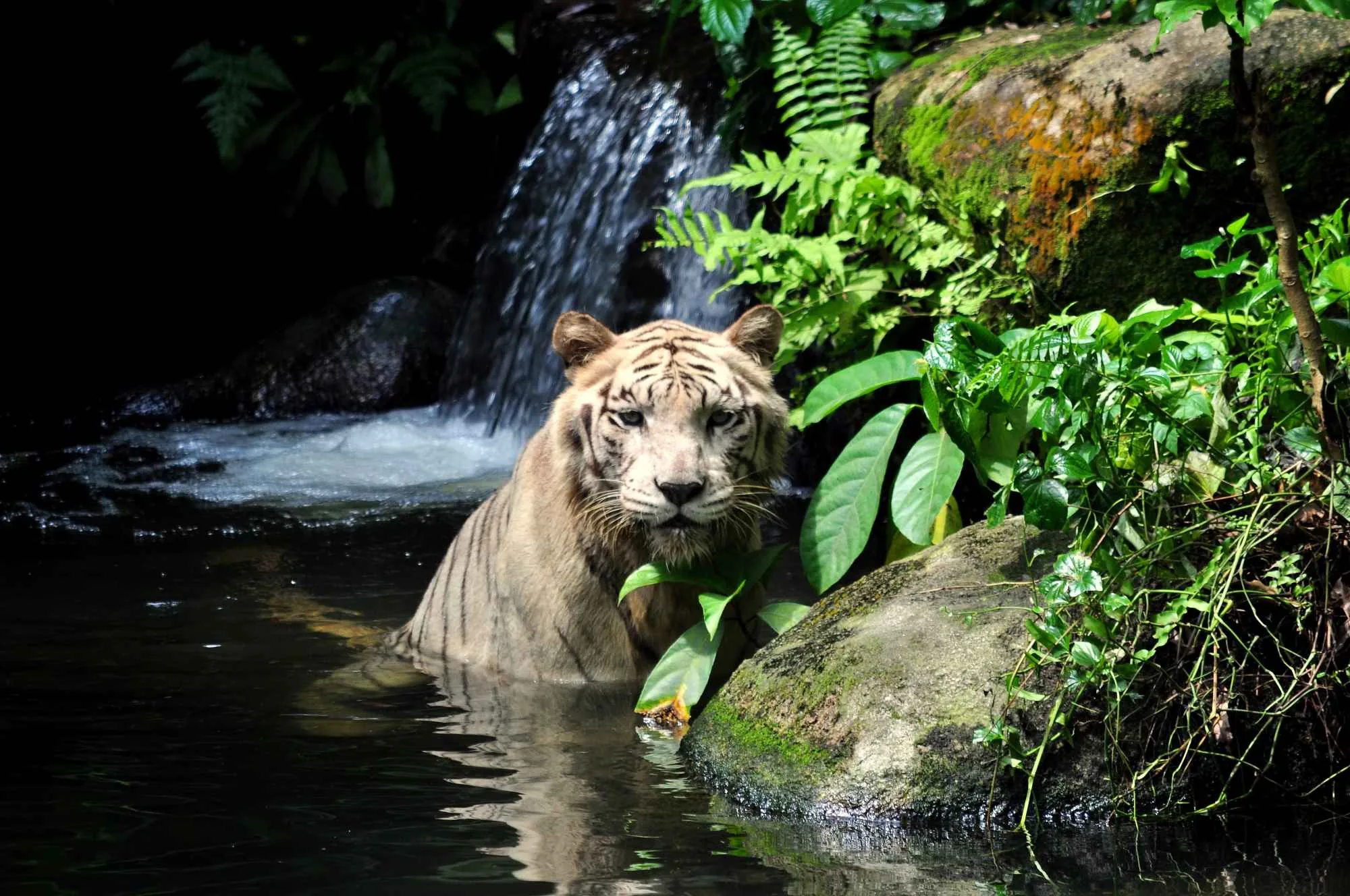 Singapore – Singapore Zoo
